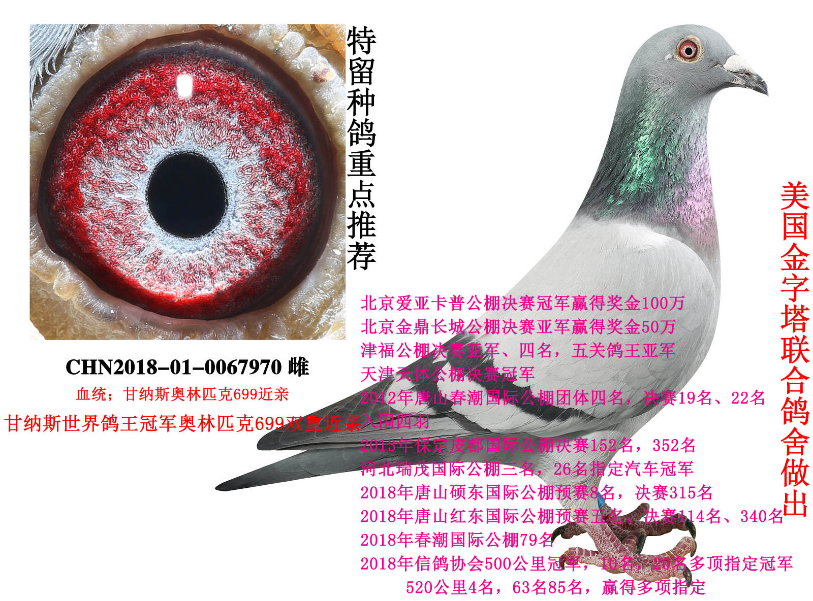 需要从北京运输的,1-2羽--260元/次,2羽以上,每增加1