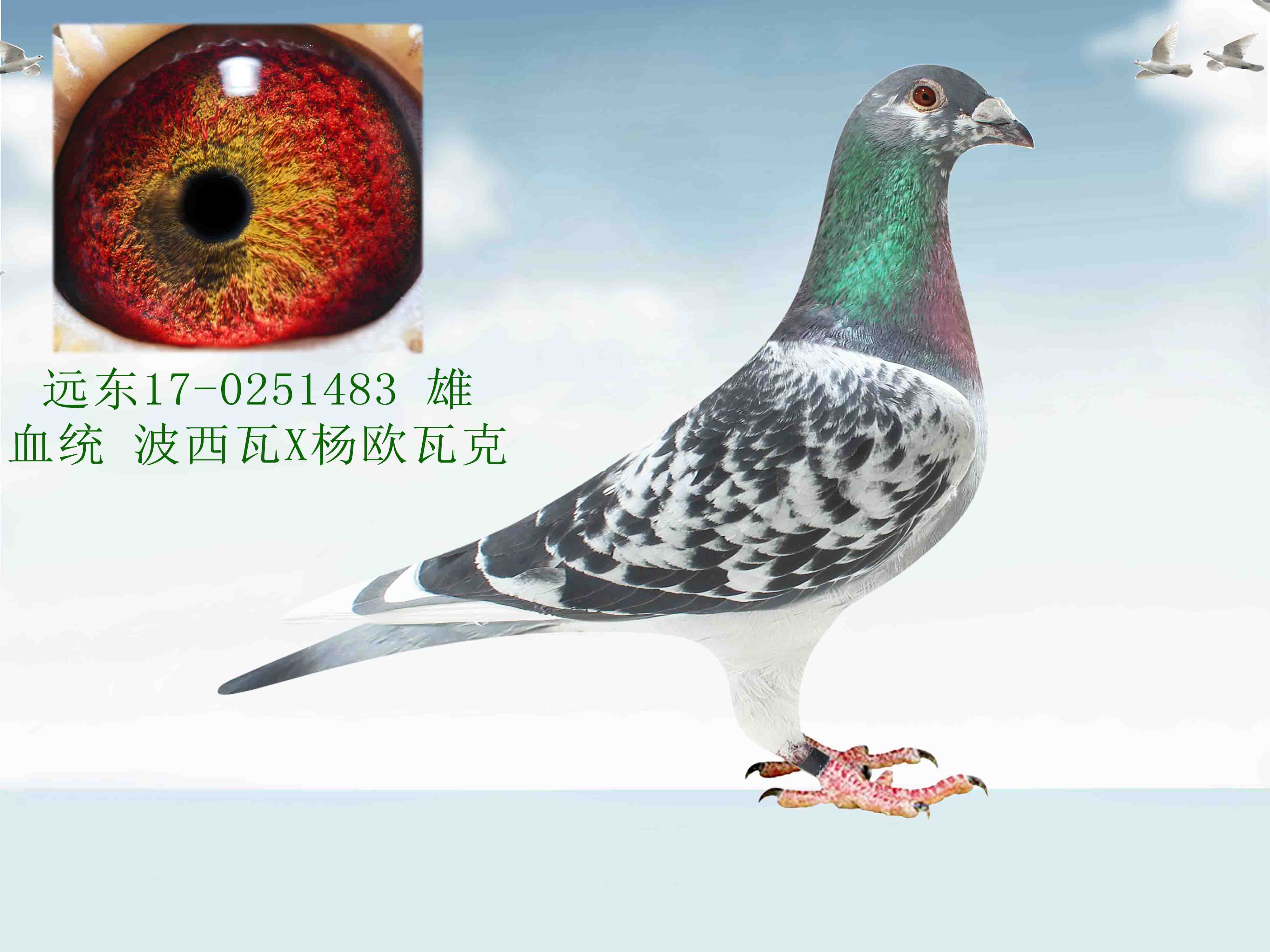 杨欧瓦克超级种鸽图片图片