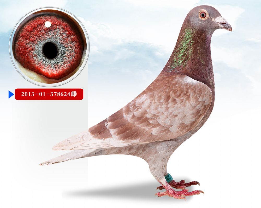 信鸽在线拍卖平台 - 中国信鸽信息网