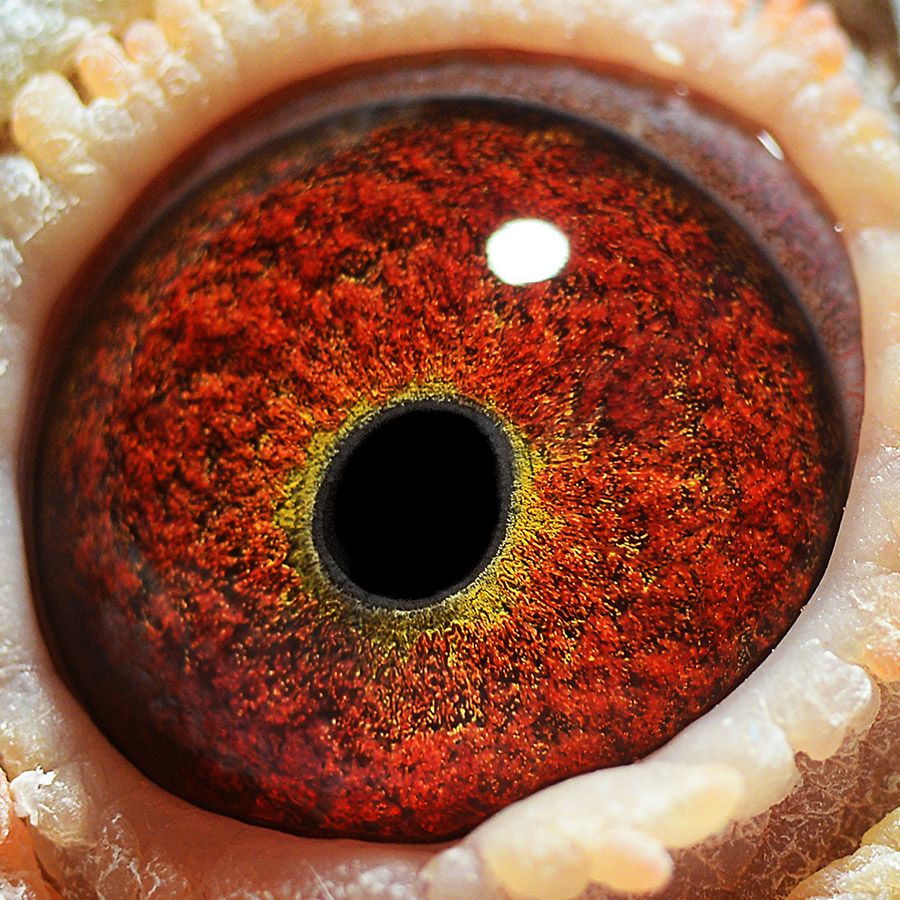 信鸽在线拍卖平台 - 中国信鸽信息网