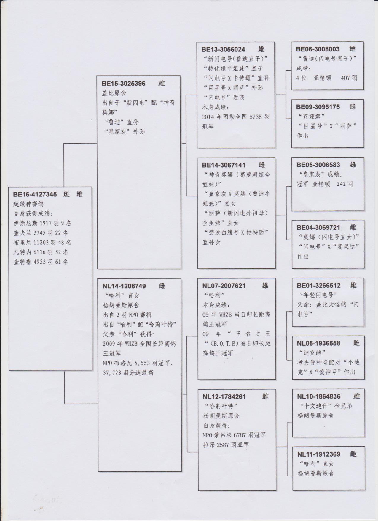 惠比特盖文血统表图片