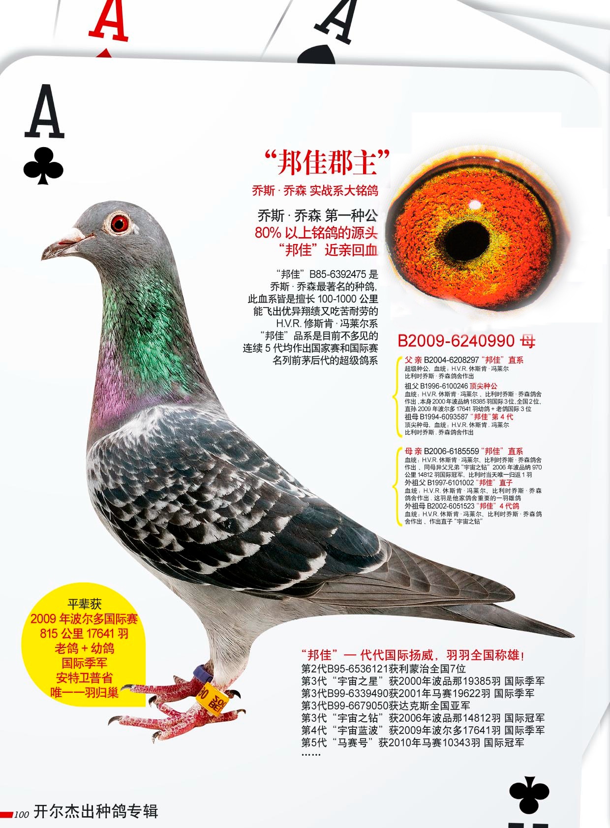 唐山开尔鸽业 - 中信网铭鸽展厅 www.ag188.com