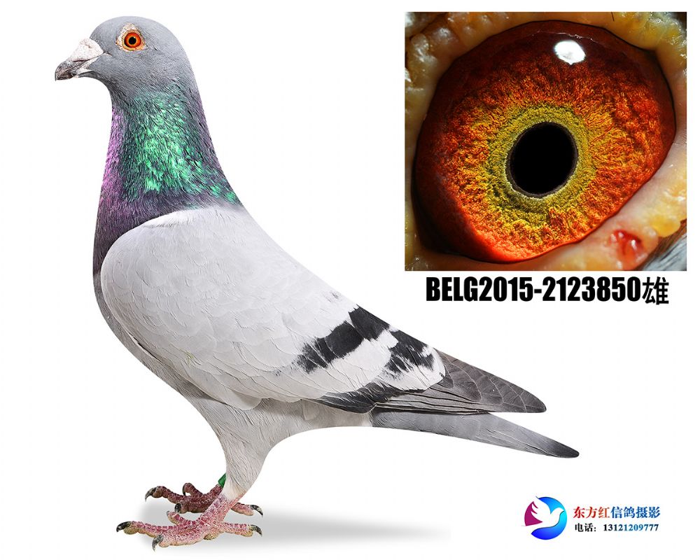 信鸽在线拍卖平台 - 中国信鸽信息网