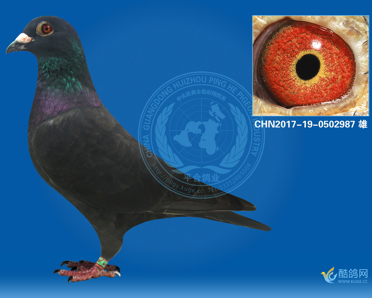 平合鸽业 - 中信网铭鸽展厅 www.ag188.com