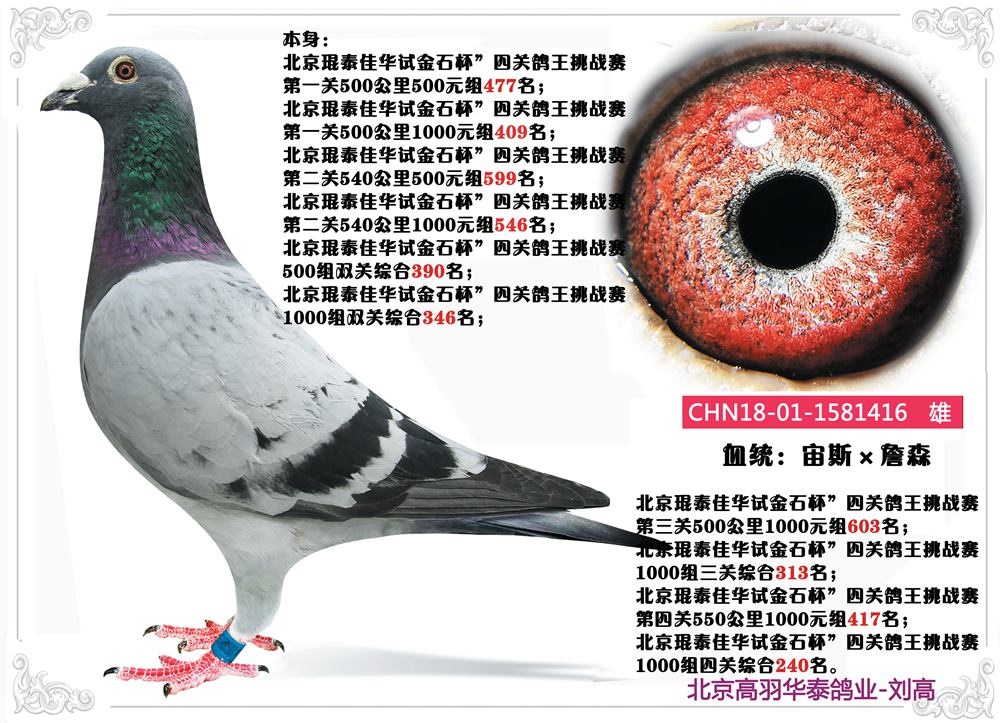 北京晶宇赛鸽 - 中信网铭鸽展厅 www.ag188.com
