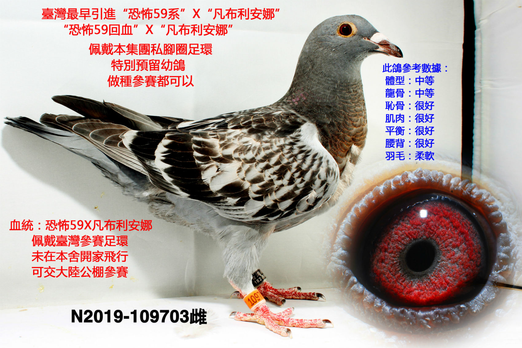 台湾6688鸽会足环图图片