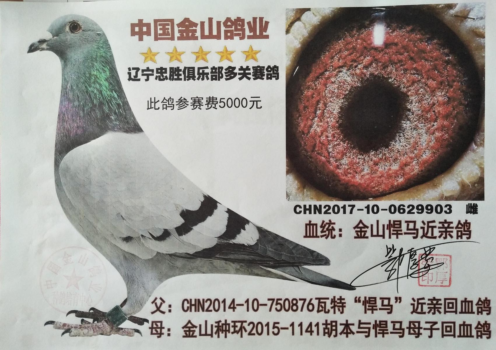 信鸽在线拍卖平台 - 中国信鸽信息网