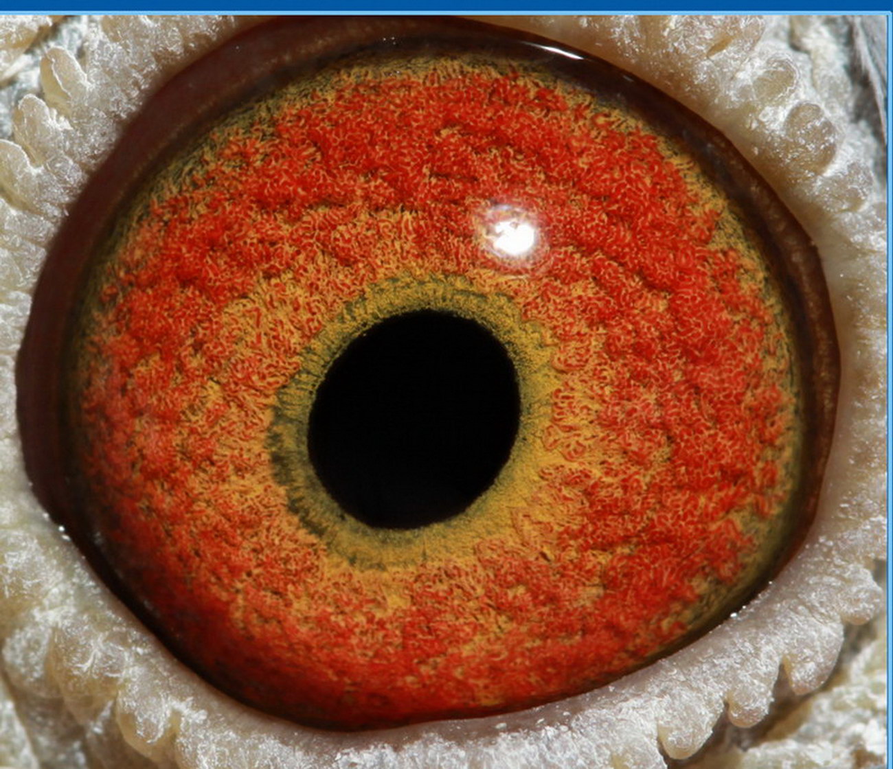 信鸽拍卖首页 拍卖专题 >> 查看拍卖商品 相关图片 目前尚无图片!