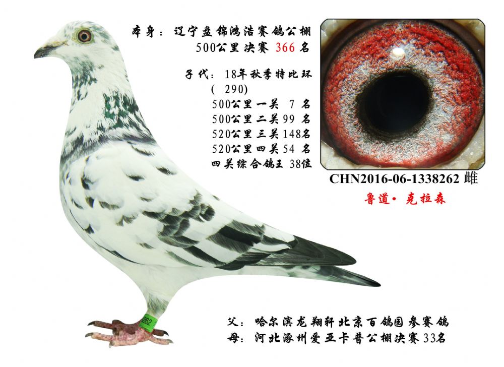 运输鸽友须自行到指定车站或机场取鸽.