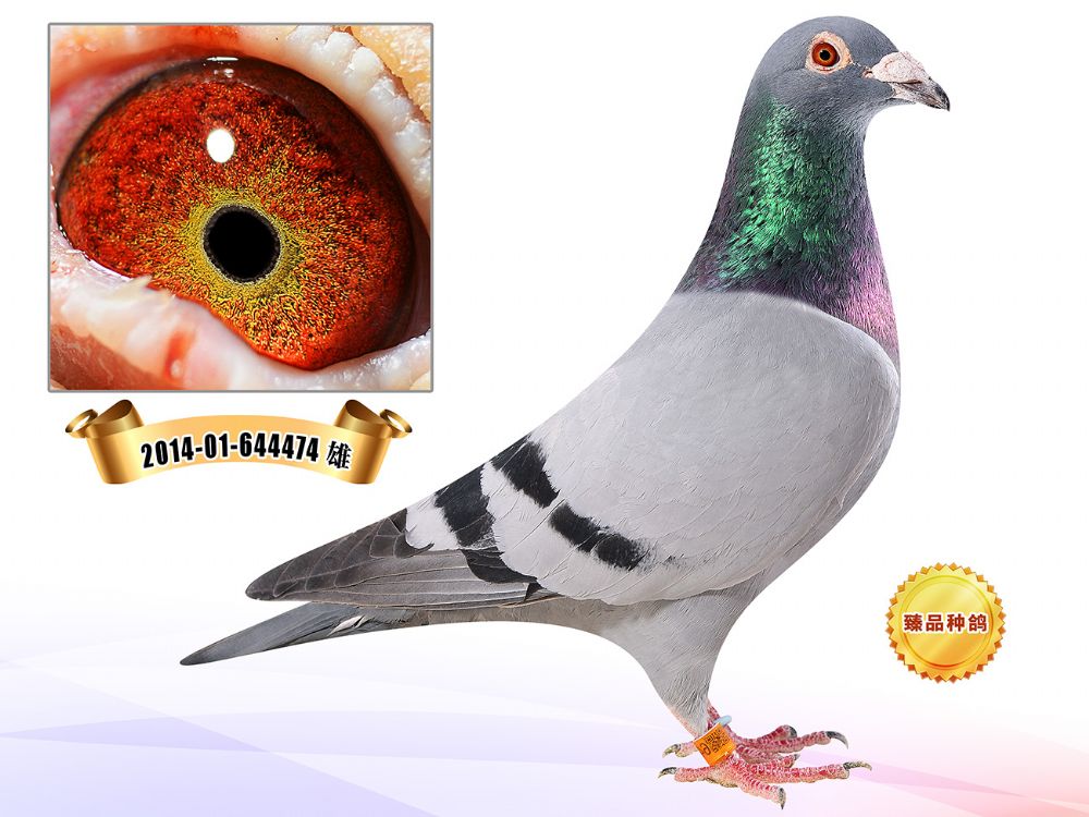 >> 查看拍卖商品