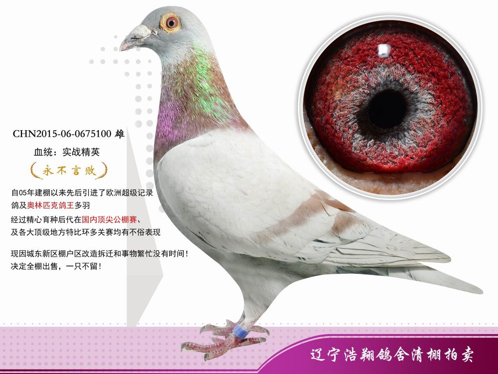 信鸽在线拍卖平台 - 中国信鸽信息网