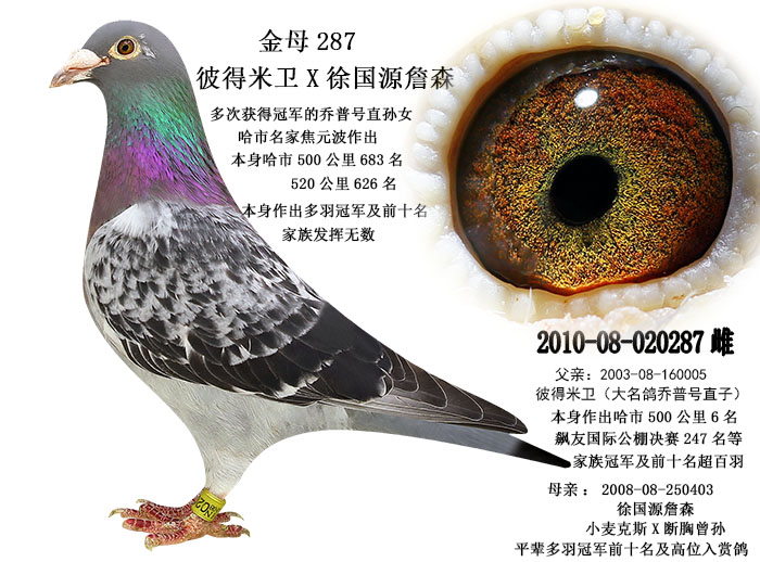 信鸽在线拍卖平台 - 中国信鸽信息网