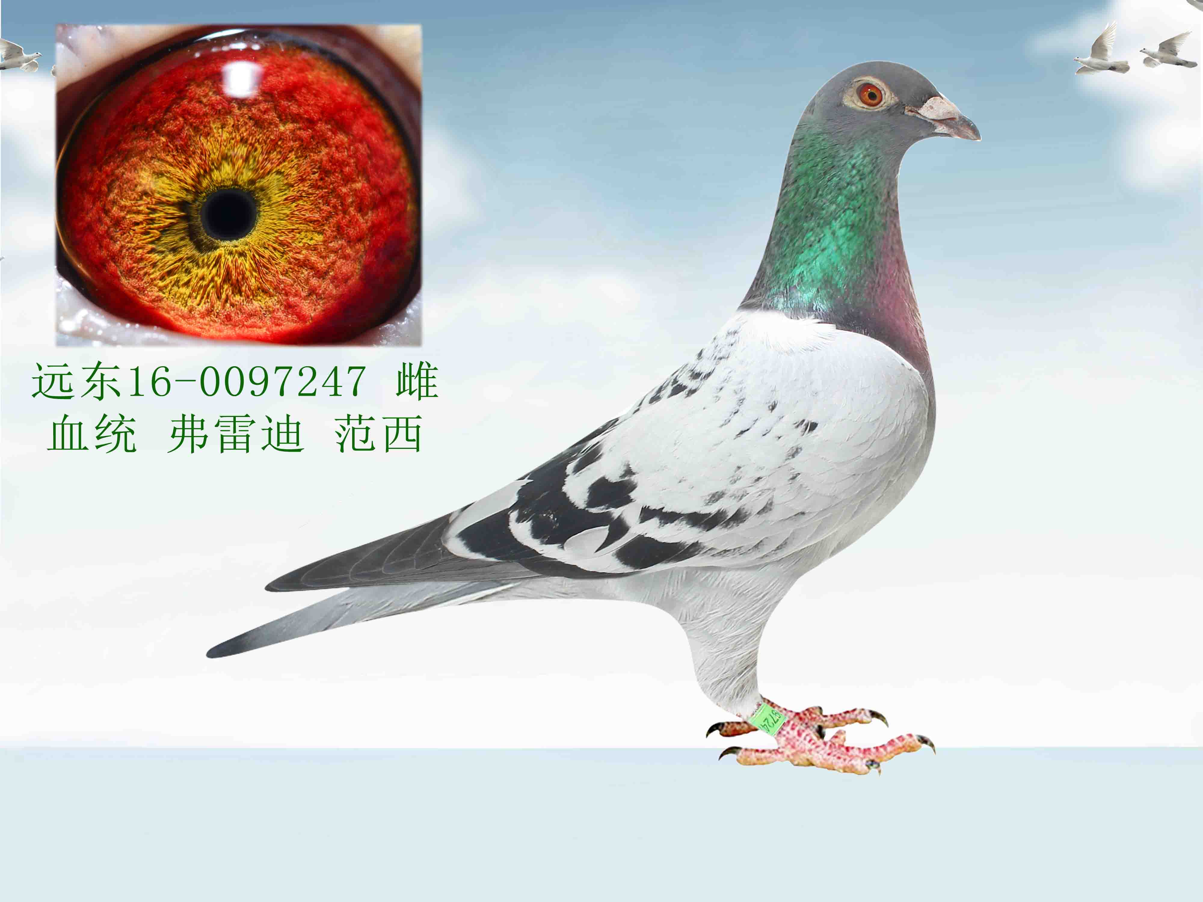 信鸽在线拍卖平台 - 中国信鸽信息网