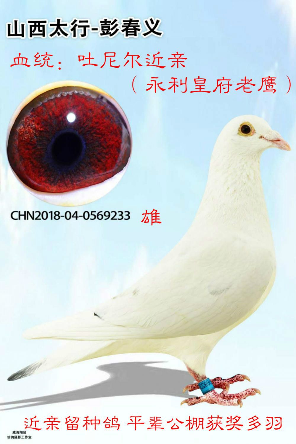 >> 查看拍卖商品