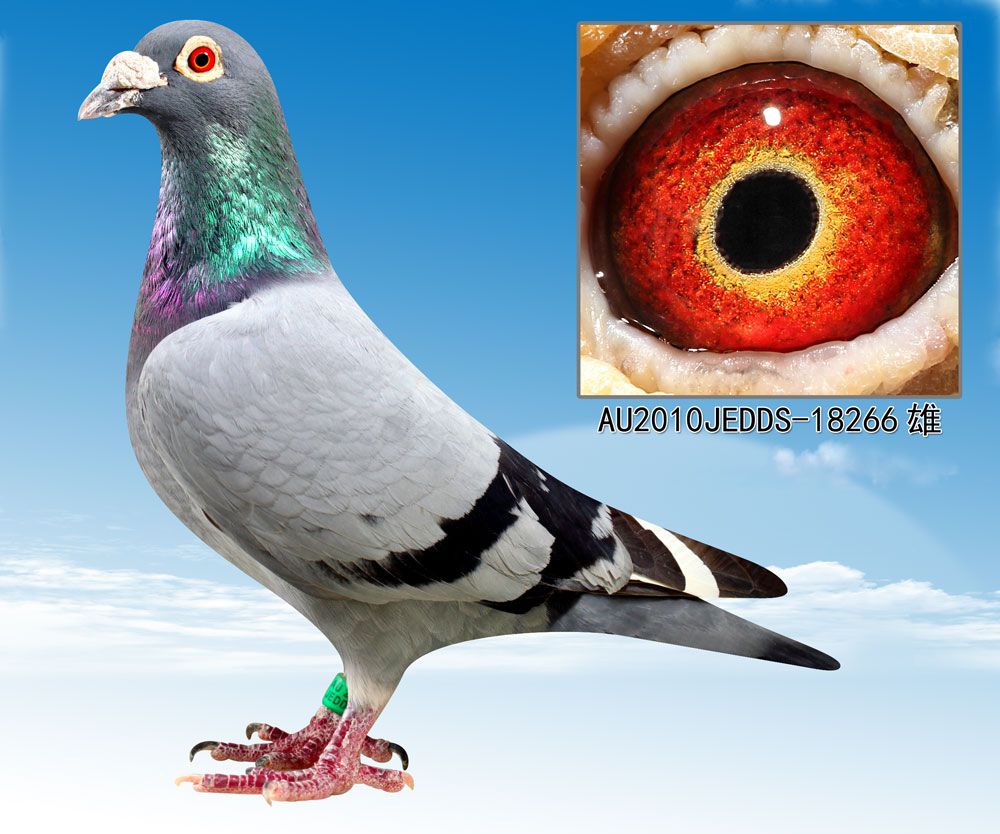 信鸽在线拍卖平台 - 中国信鸽信息网