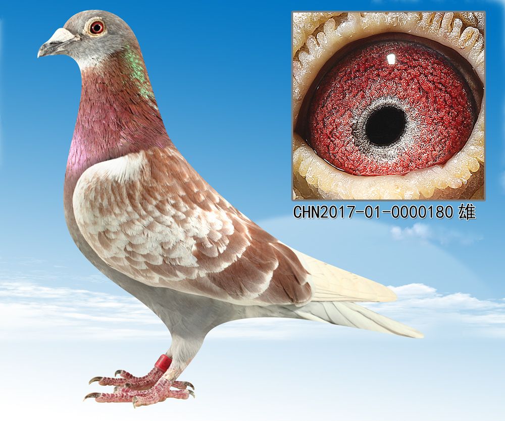 北京红翔信鸽传媒 - 中信网铭鸽展厅 www.ag188.com