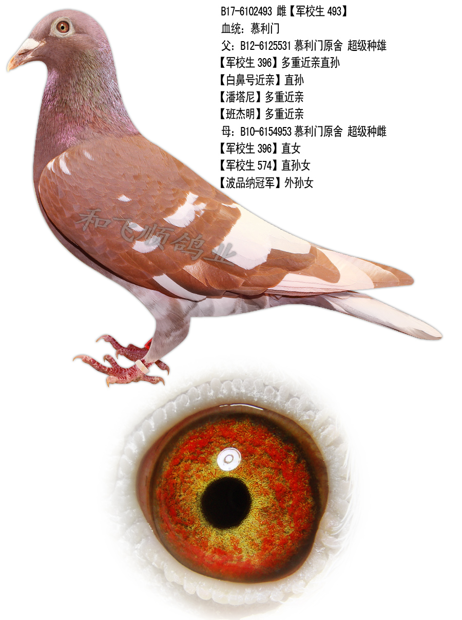 信鸽在线拍卖平台 - 中国信鸽信息网