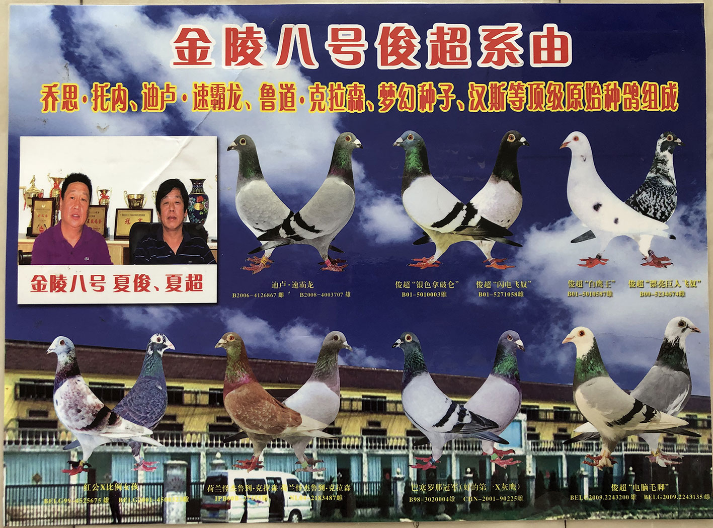 推荐铭鸽  定价鸽  信鸽拍卖 黄金配对   网上展厅 管 理  鸽保健品