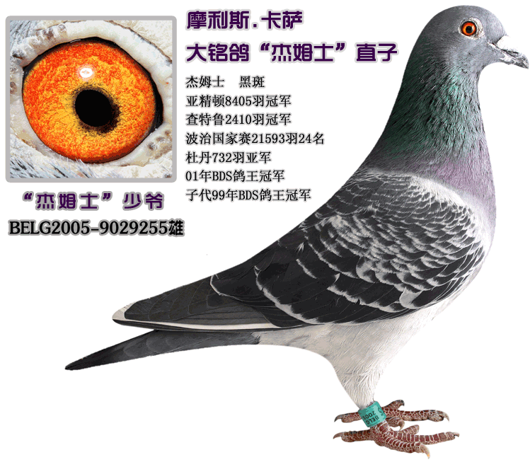 信鸽在线拍卖平台 - 中国信鸽信息网