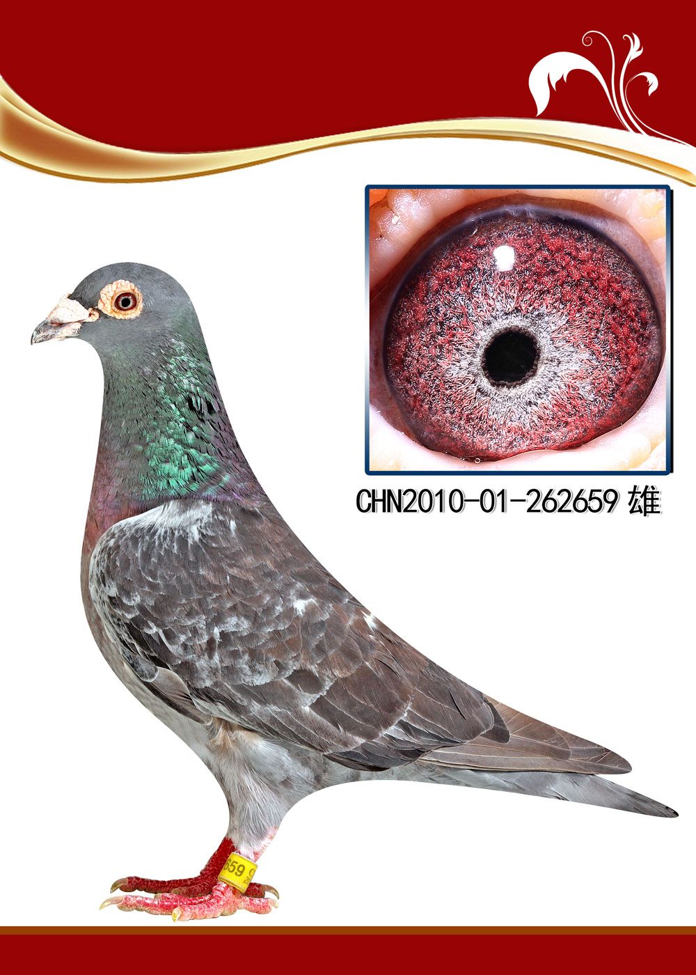 请广大鸽友认真阅读.以免发生不必要的口角!