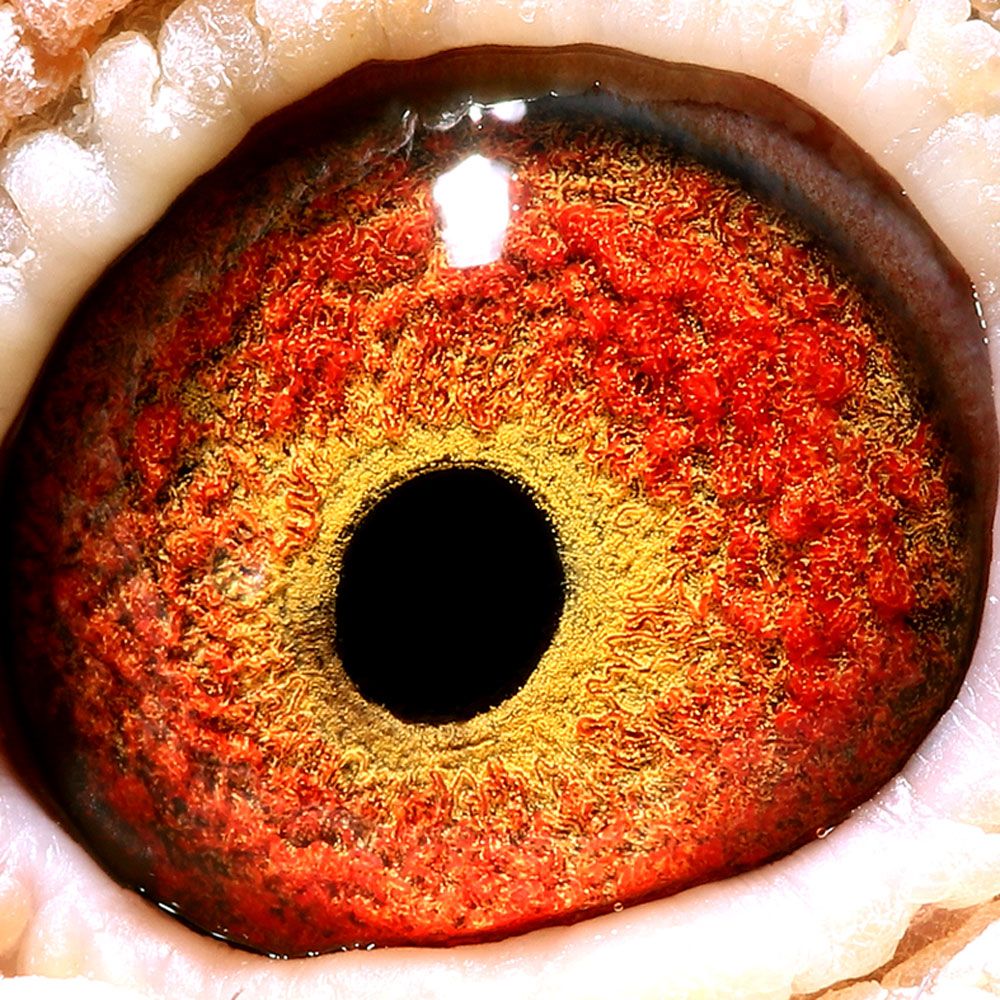 信鸽在线拍卖平台 - 中国信鸽信息网