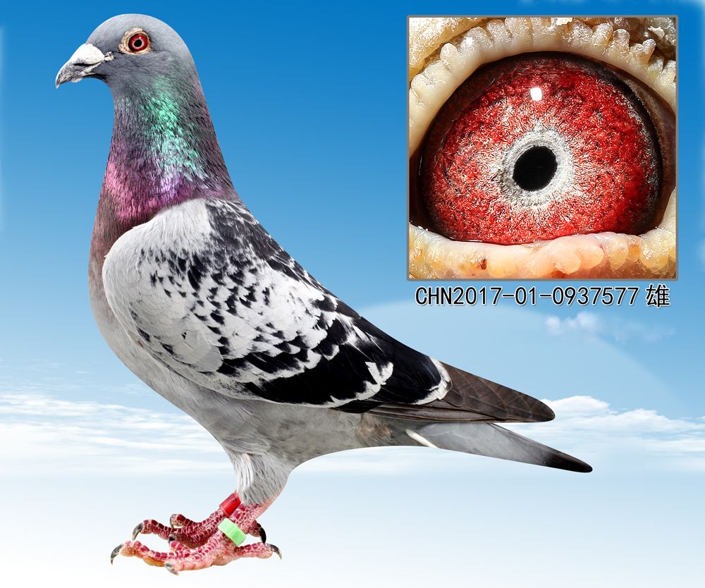 >> 查看拍卖商品