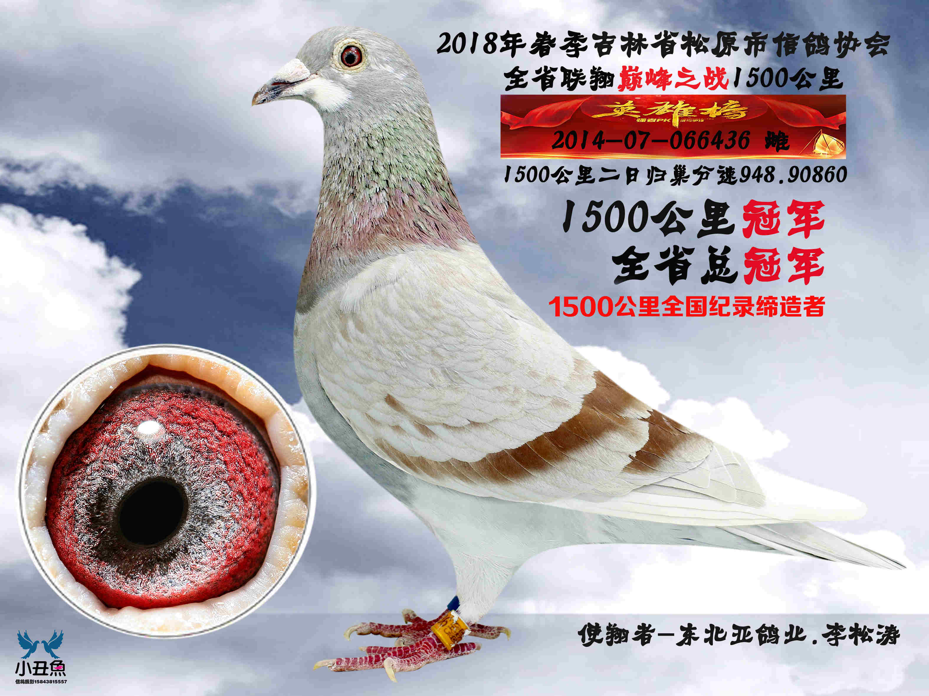 信鸽在线拍卖平台 - 中国信鸽信息网