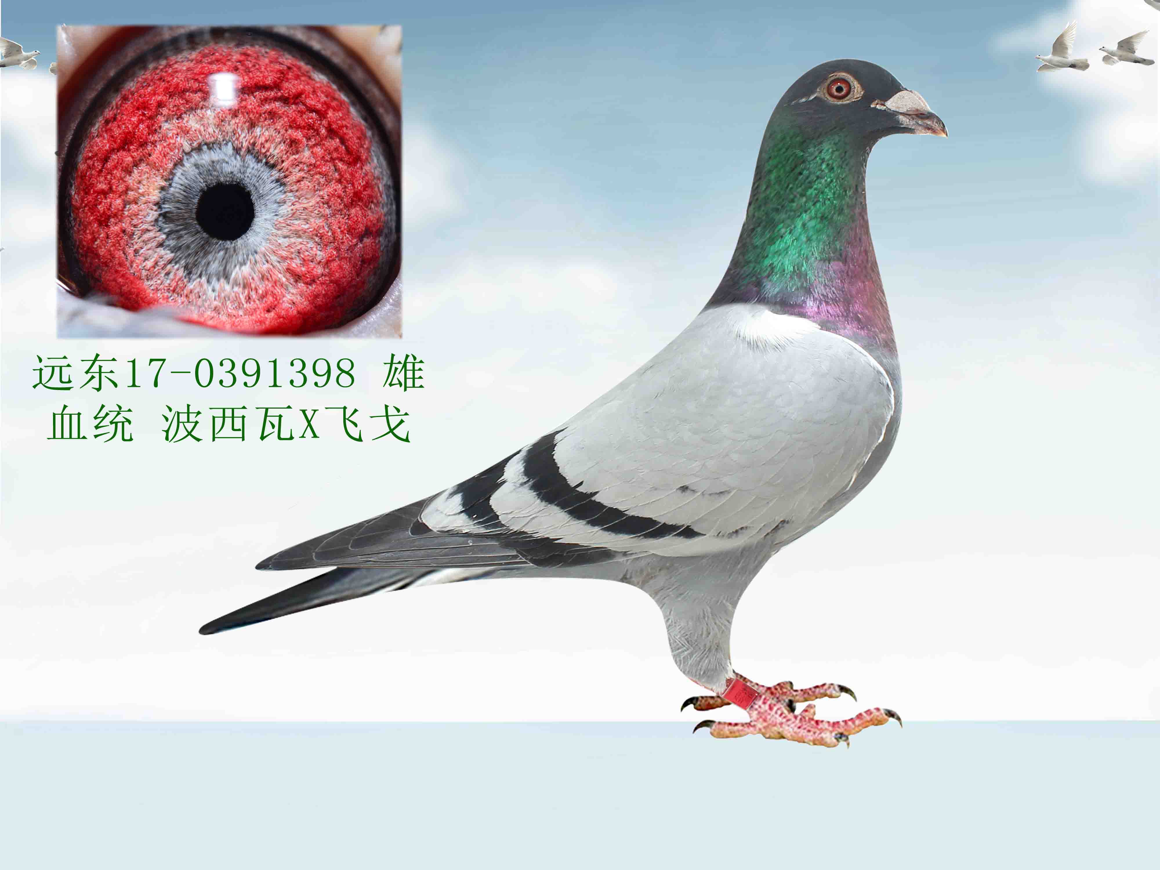 信鸽在线拍卖平台 - 中国信鸽信息网