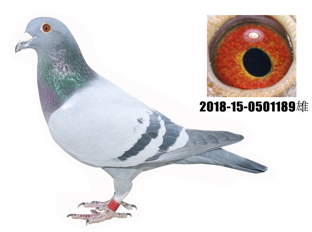 >> 查看拍卖商品