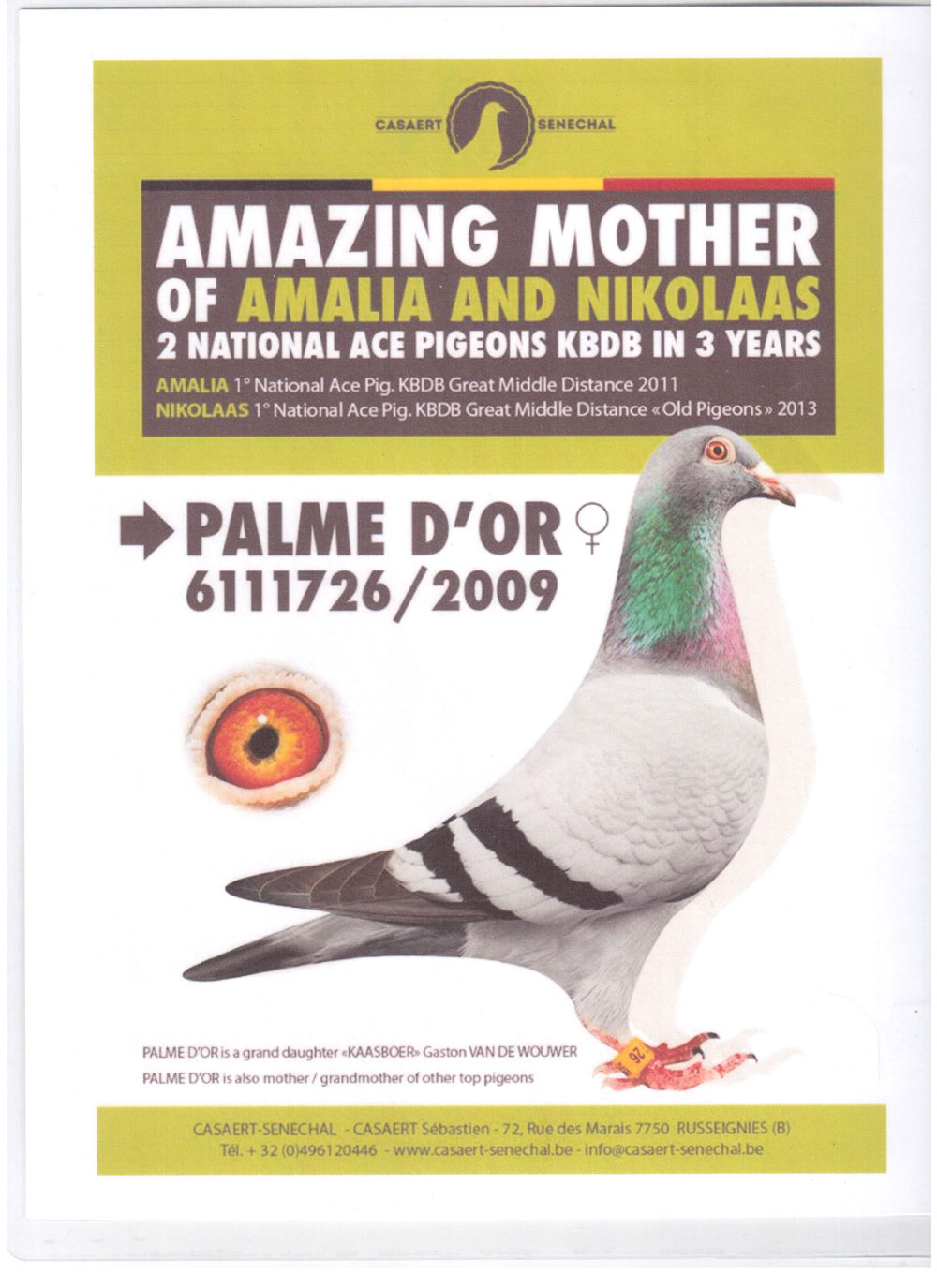 信鸽在线拍卖平台 - 中国信鸽信息网