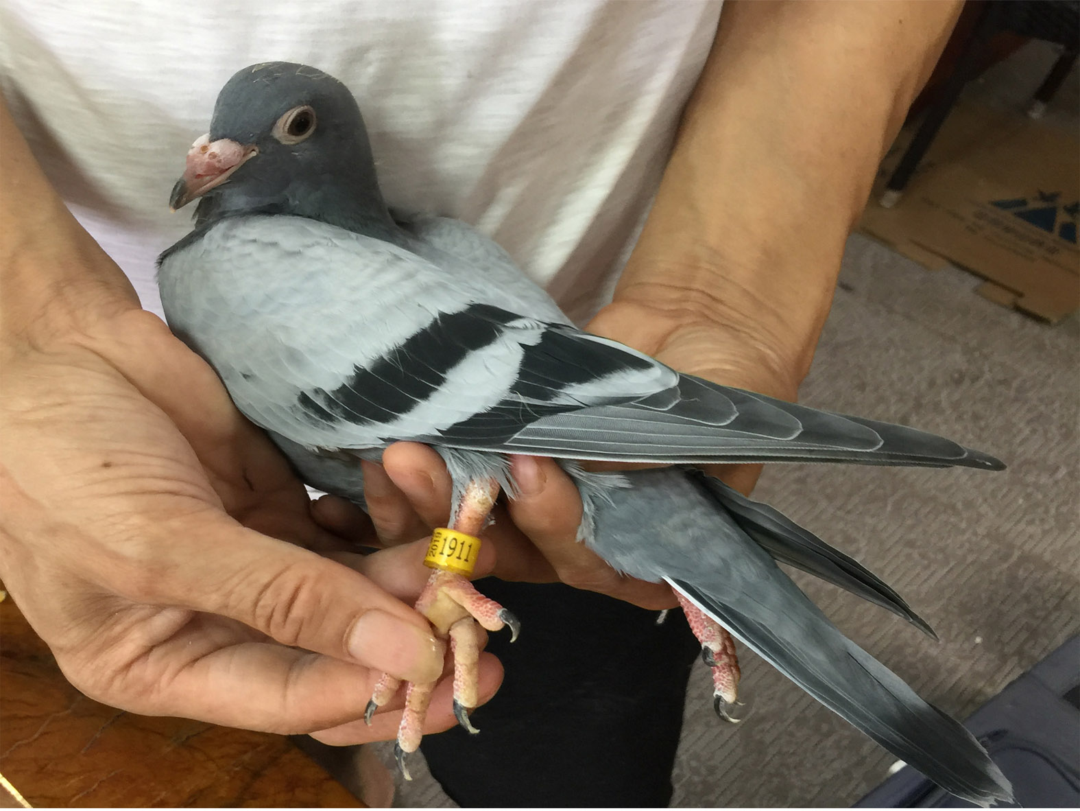 >> 查看拍卖商品