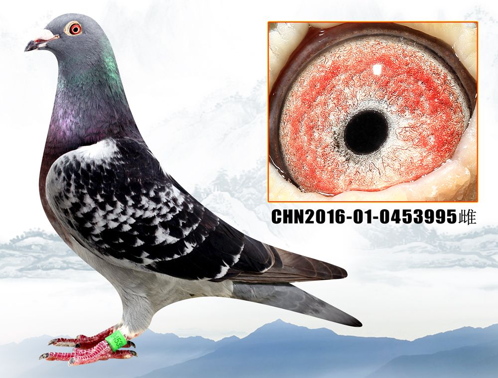 >> 查看拍卖商品