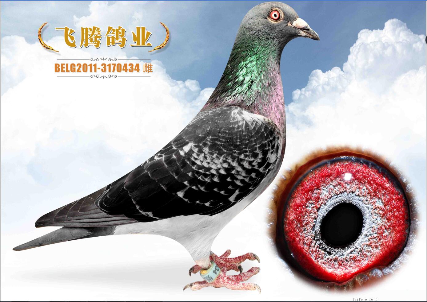 信鸽在线拍卖平台 - 中国信鸽信息网