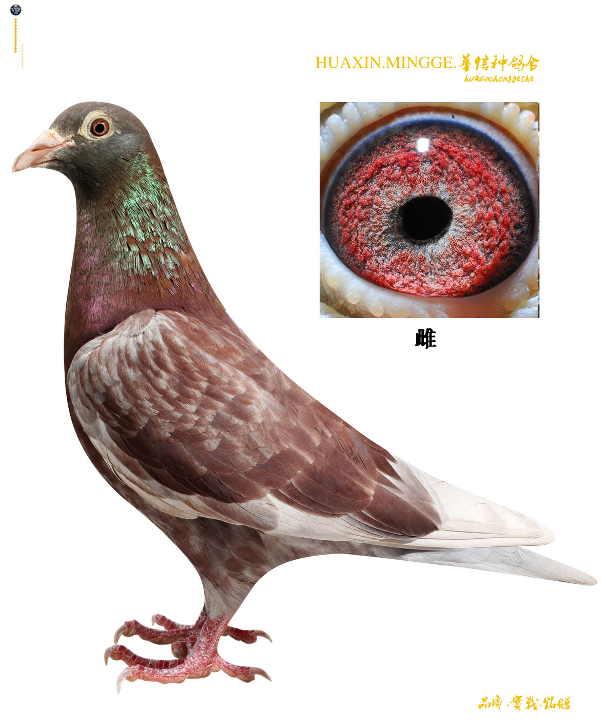 >> 查看拍卖商品