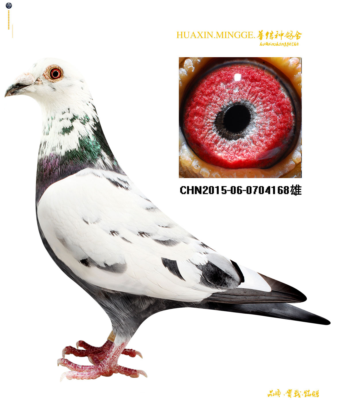 信鸽在线拍卖平台 - 中国信鸽信息网