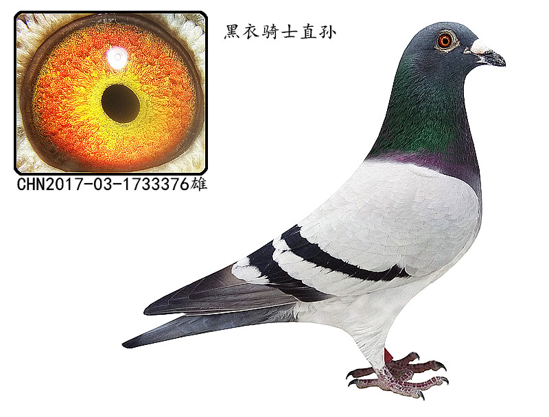 信鸽在线拍卖平台 - 中国信鸽信息网