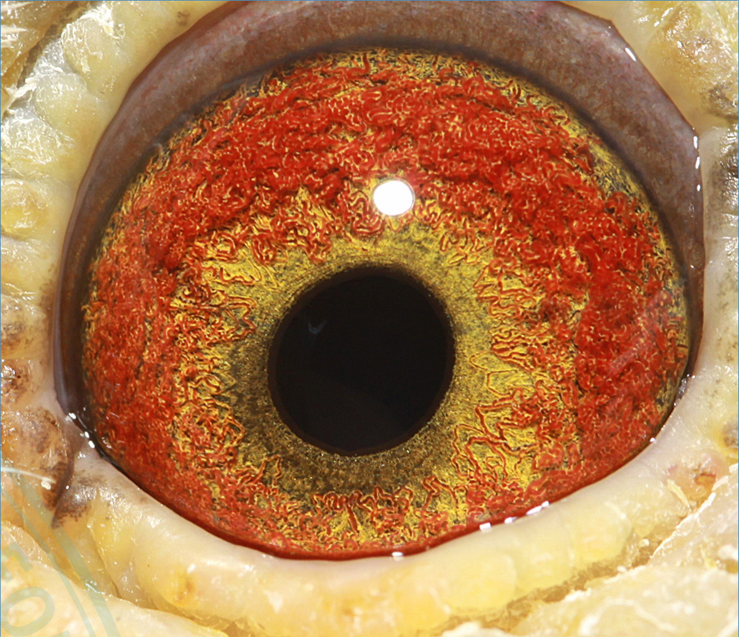 信鸽在线拍卖平台 - 中国信鸽信息网