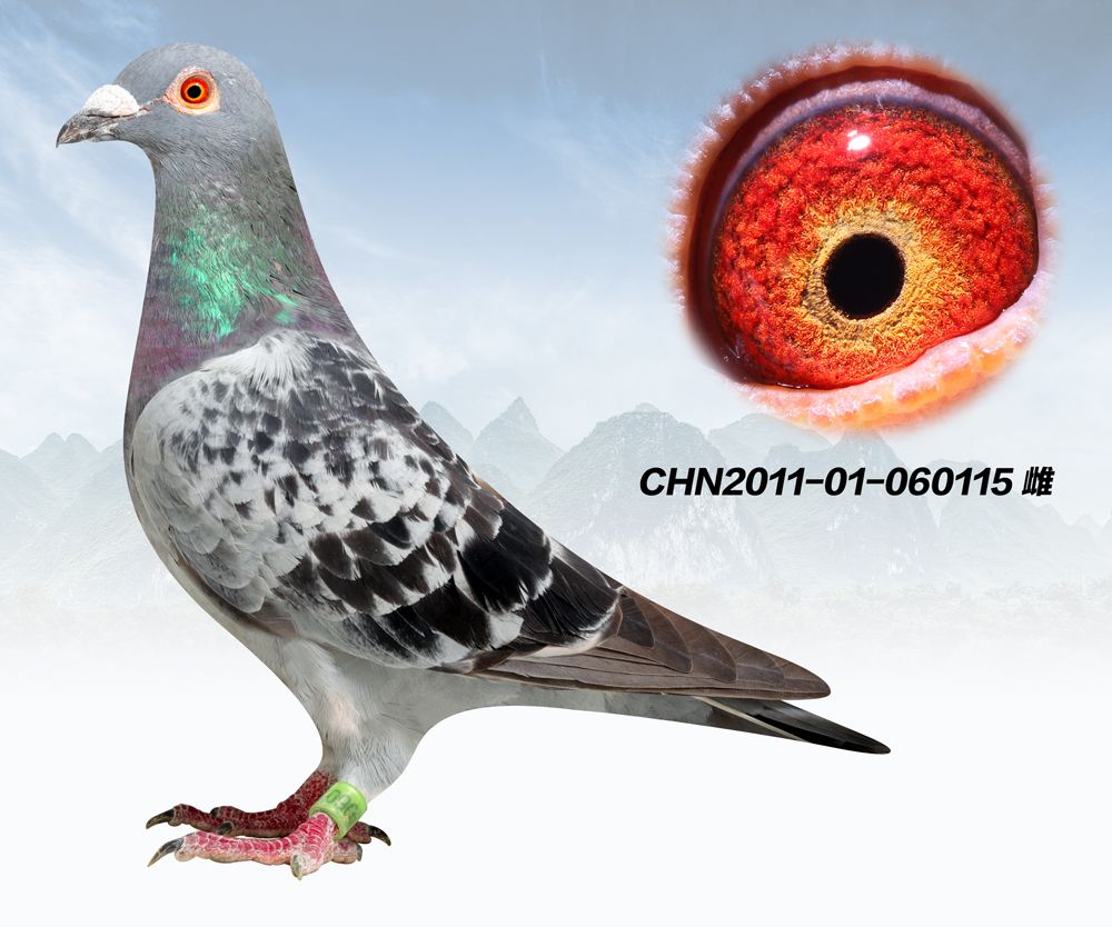 >> 查看拍卖商品