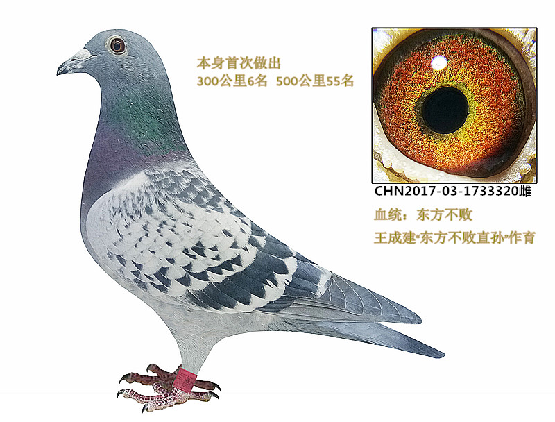 信鸽在线拍卖平台 - 中国信鸽信息网