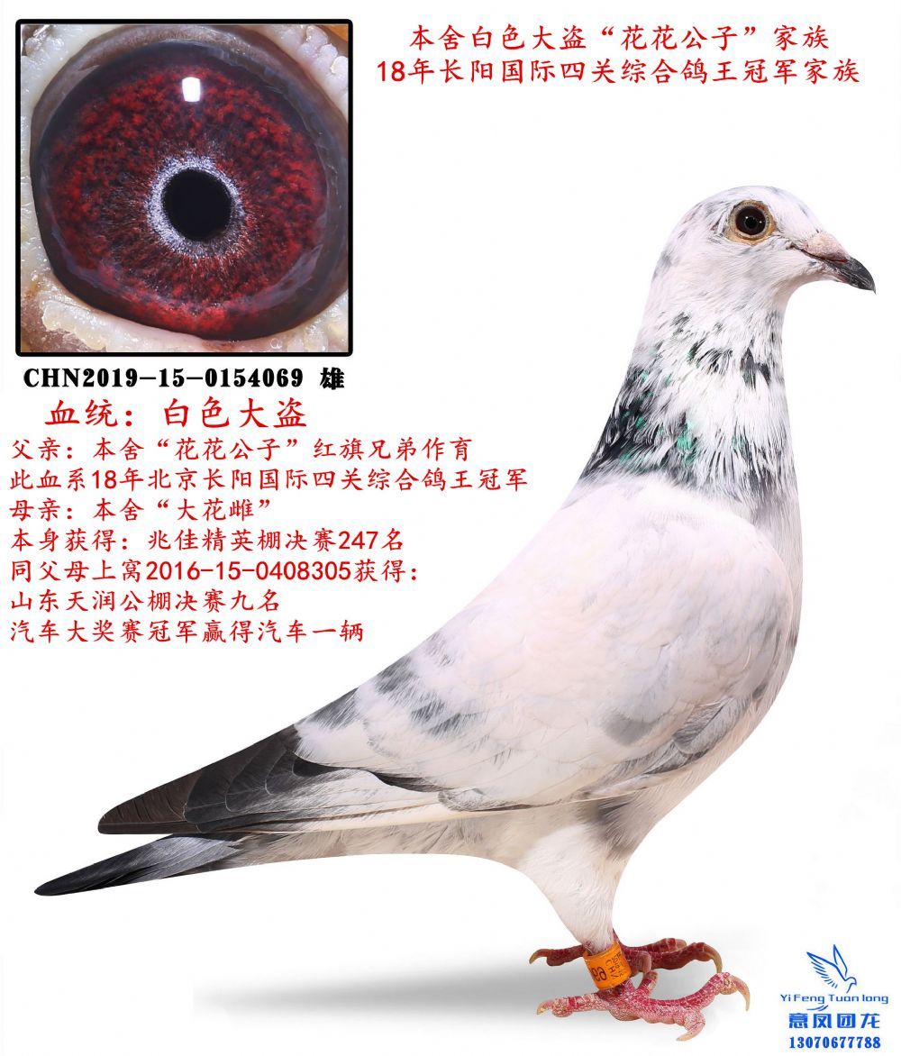 信鸽在线拍卖平台 - 中国信鸽信息网