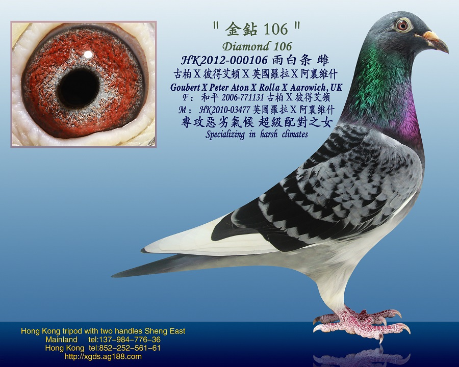 信鸽拍卖首页 拍卖专题 >> 查看拍卖商品 相关图片 目前尚无图片!