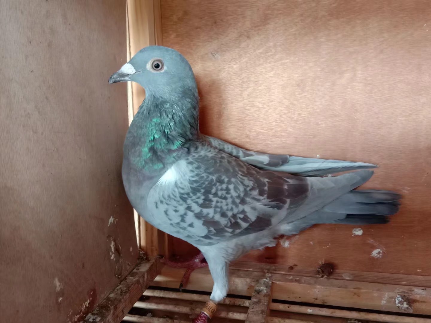 相关图片 商品信息 商品编号: 888834 足环号:   开拍时间: 2019-9-16