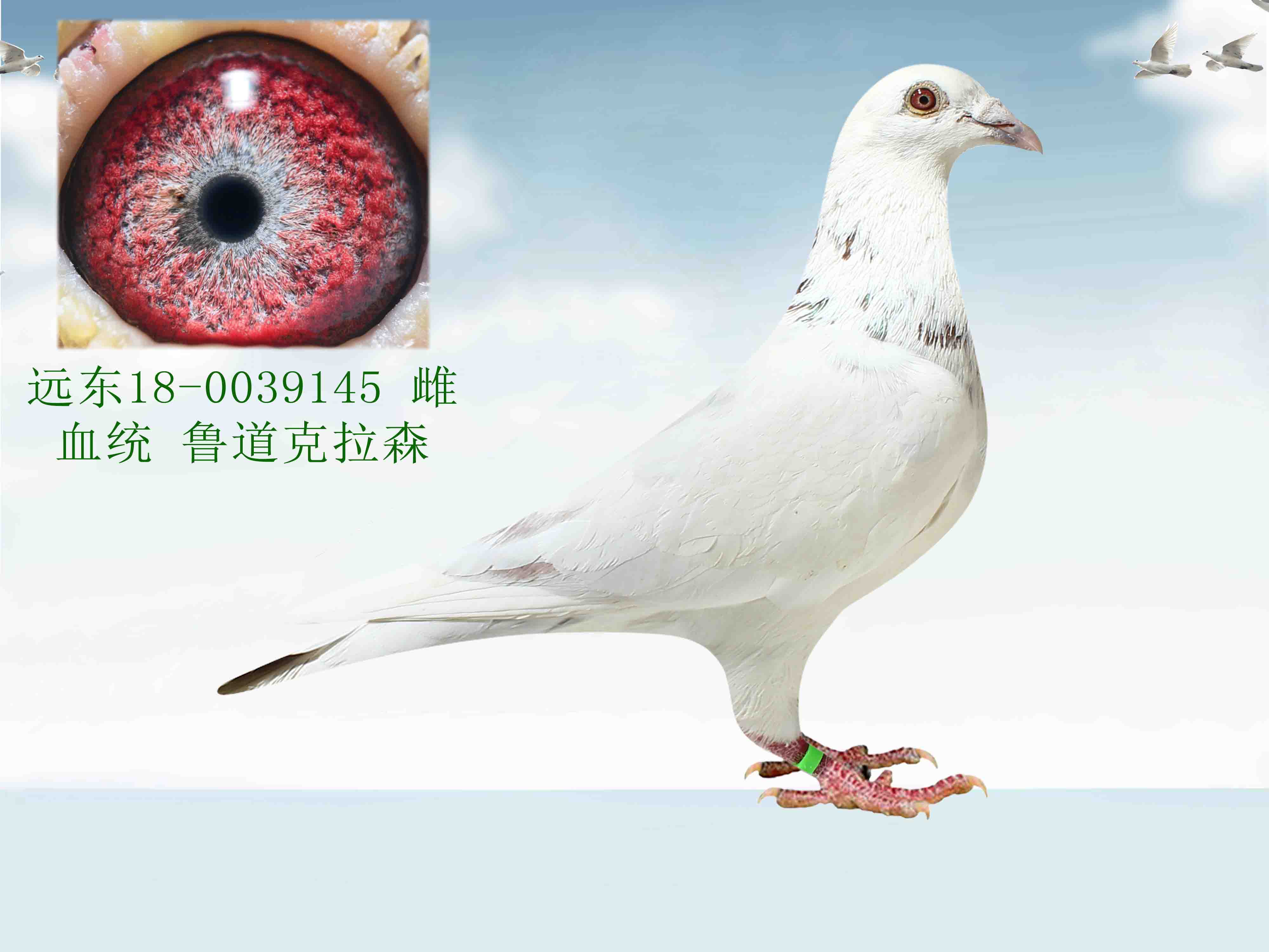 鲁道克拉森白色鸽系图片