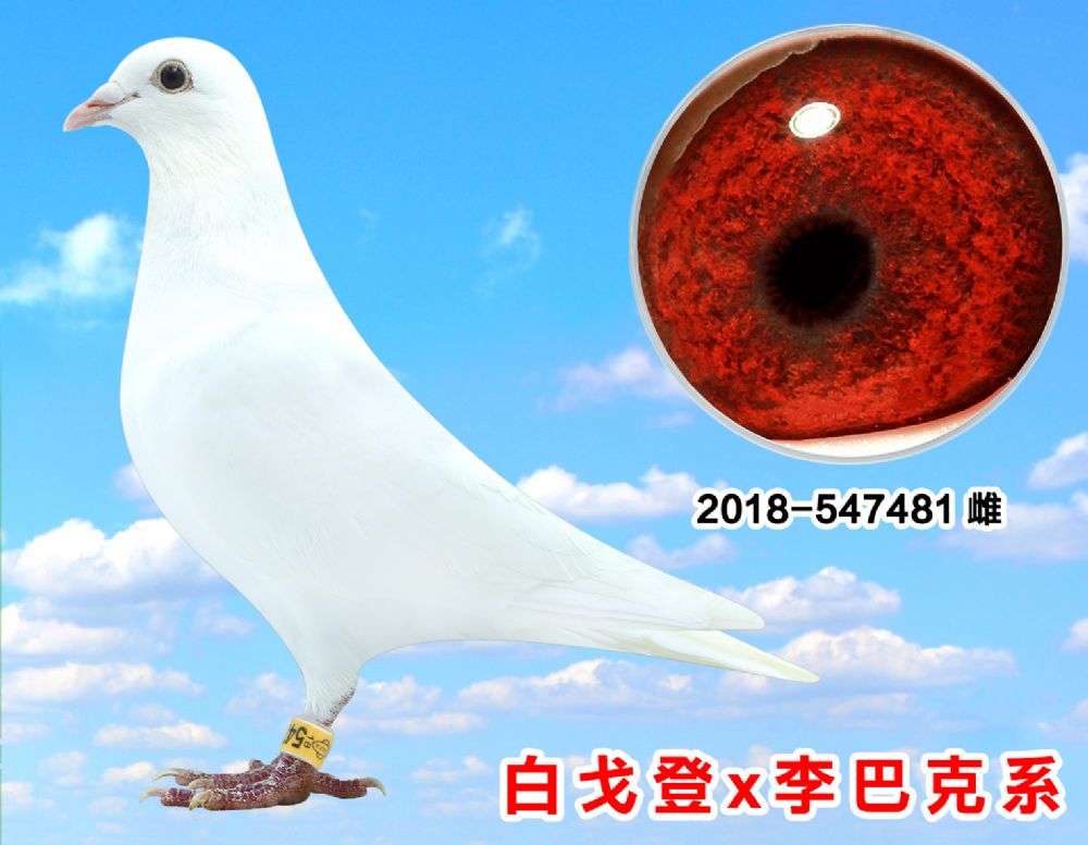 信鸽在线拍卖平台 - 中国信鸽信息网