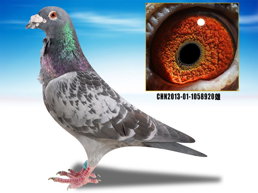 信鸽在线拍卖平台 - 中国信鸽信息网