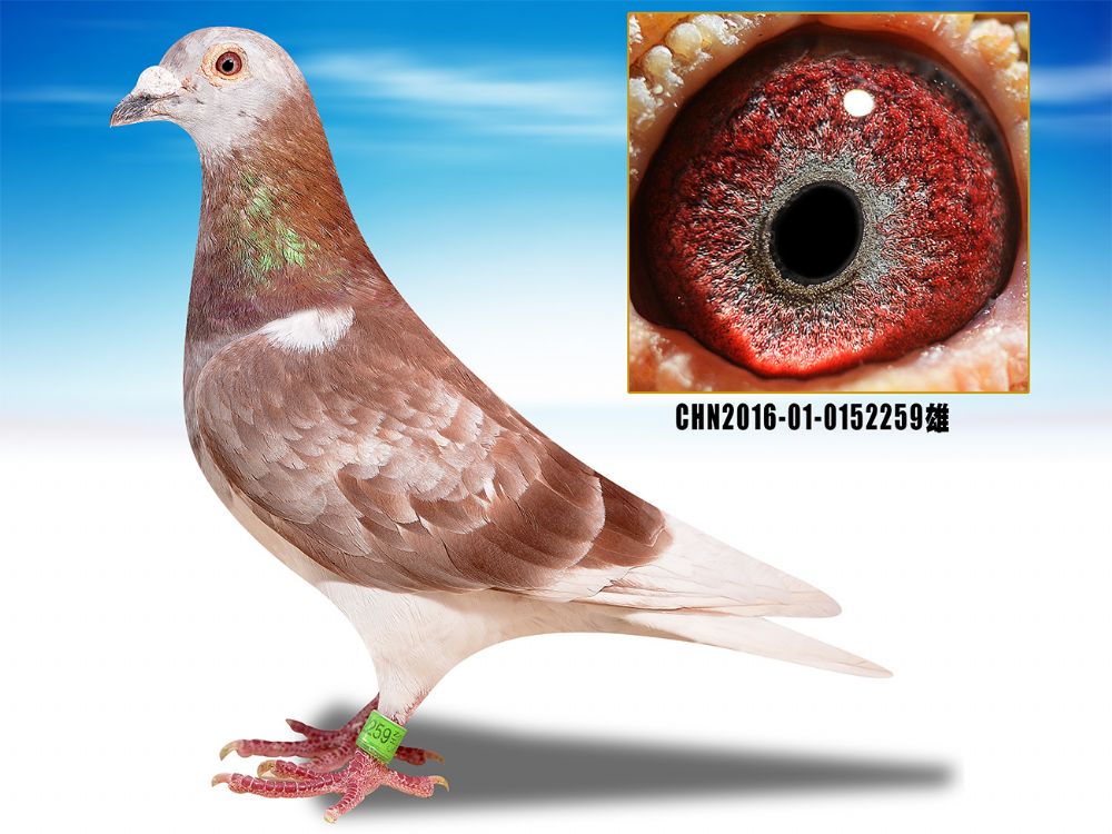 >> 查看拍卖商品