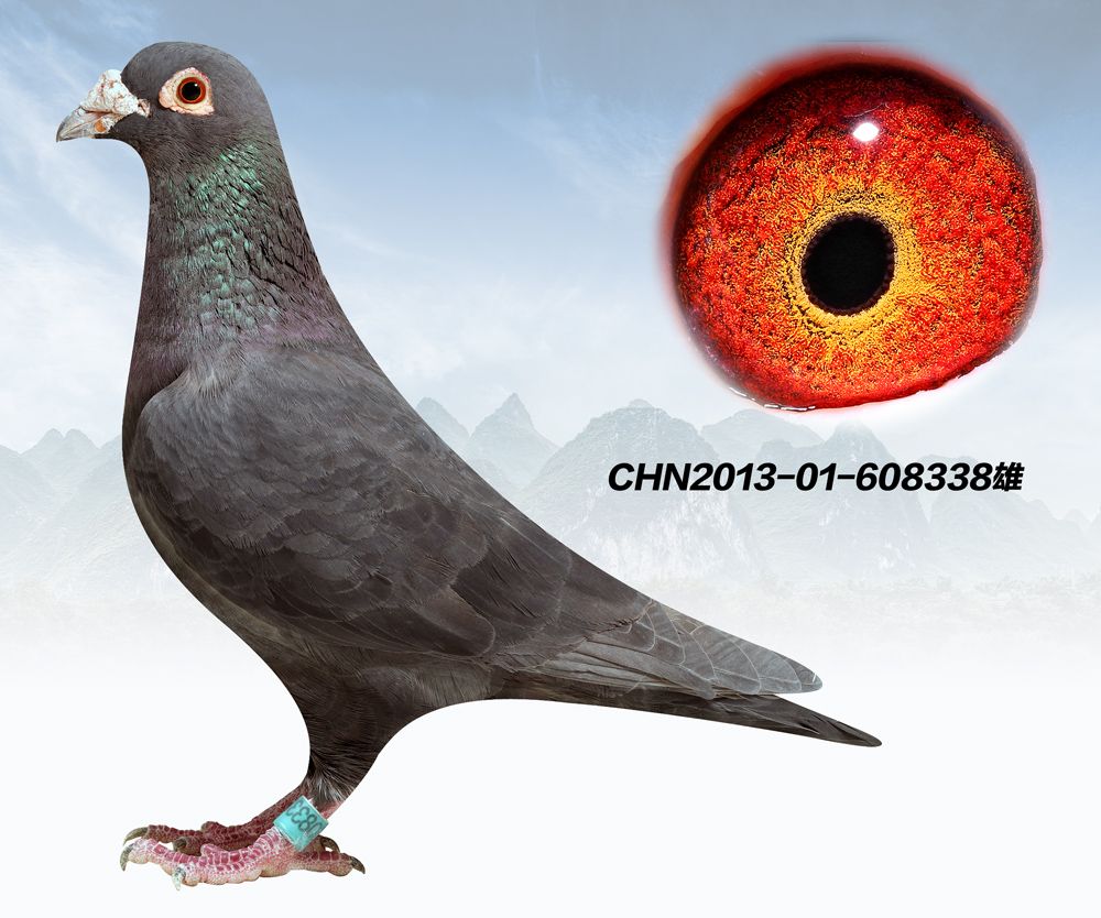 信鸽在线拍卖平台 - 中国信鸽信息网