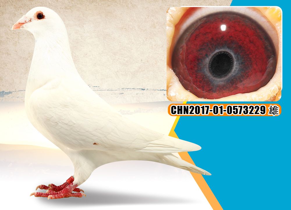 信鸽在线拍卖平台 - 中国信鸽信息网