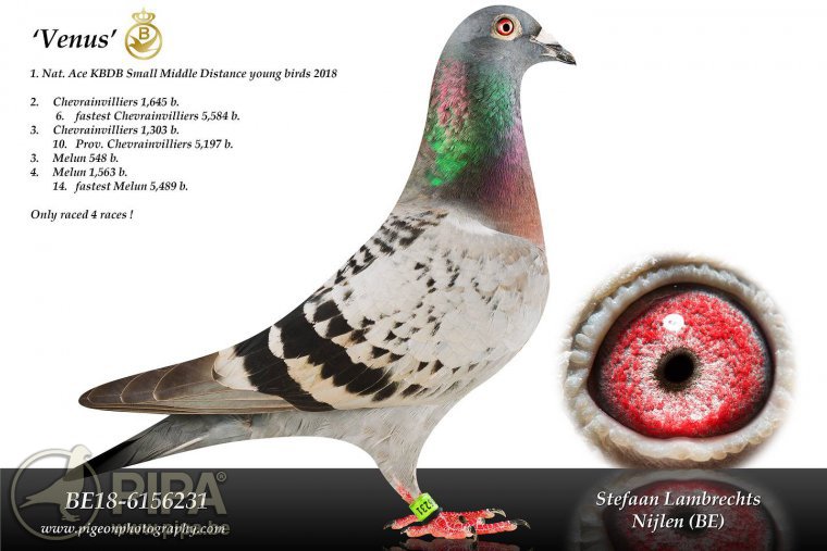 >> 查看拍卖商品