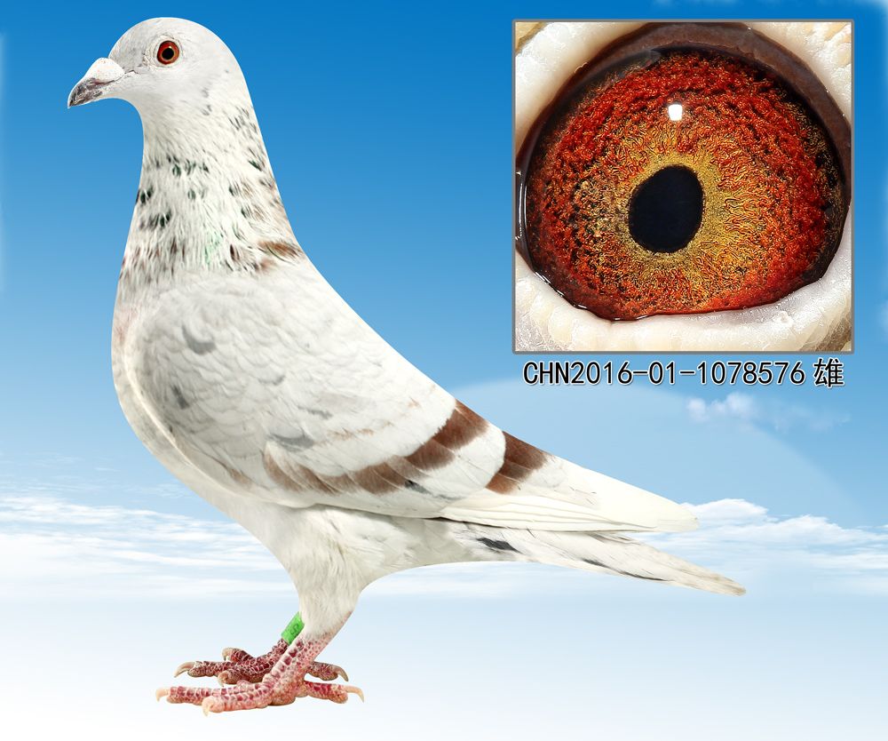 >> 查看拍卖商品